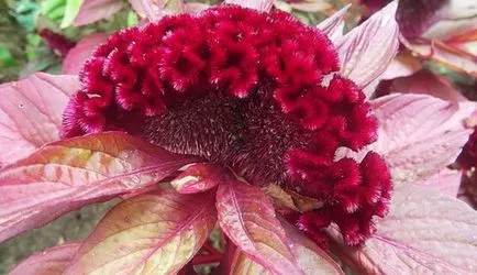 Celosia pieptene tot mai mare de semințe - instrucțiuni detaliate!