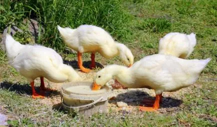 Ce și cum să se hrănească rațele în standardele dieta acasă și de hrănire (hrană pentru animale) Ce și cum să se hrănească rațele din dieta acasă și regulile de hrănire