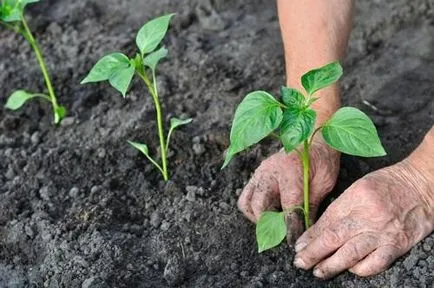 Celosia pieptene tot mai mare de semințe - instrucțiuni detaliate!