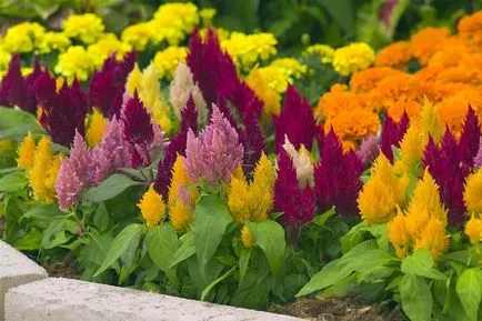 Celosia în creștere din semințe, tehnologie, fotografie, alege o aterizare (celosia) Celosia în creștere din semințe, tehnologie, fotografie, alegeți o aterizare