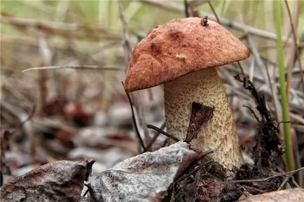 Regnul fungilor, caracteristicile generale ale fungilor, o structură de ciuperci