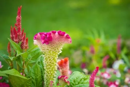 celosia pieptene (creastă de cocoș), în creștere la domiciliu, foto (celosia) celosia pieptene (creastă de cocoș), în creștere în casă, fotografii