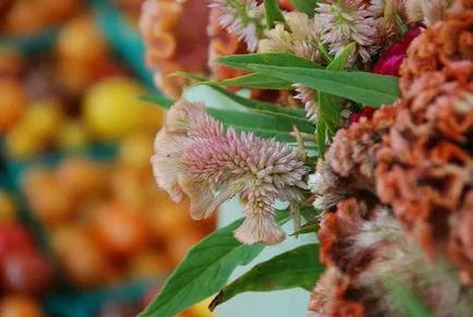 Celosia cultivarea pieptene, îngrijire și utilizare (celosia) Celosia o cultivare pieptene, îngrijire și utilizare a