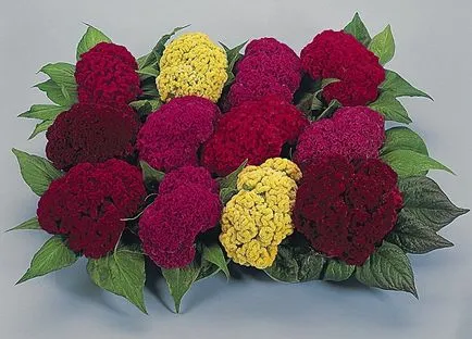 Celosia pieptene tot mai mare de semințe - instrucțiuni detaliate!