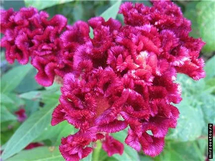 pieptene Celosia, cultivare și întreținere (în creștere) pieptene Celosia, cultivare și întreținere