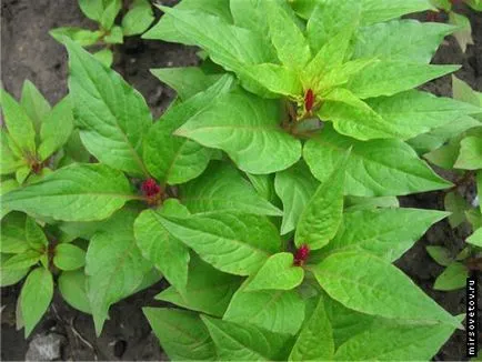 pieptene Celosia, cultivare și întreținere (ca o revoltă de culori) pieptene Celosia, cultivare și întreținere