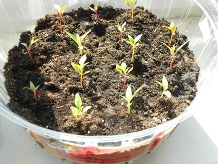 Celosia pieptene tot mai mare de semințe - instrucțiuni detaliate!