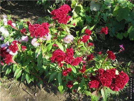 pieptene Celosia, cultivare și întreținere (ca o revoltă de culori) pieptene Celosia, cultivare și întreținere