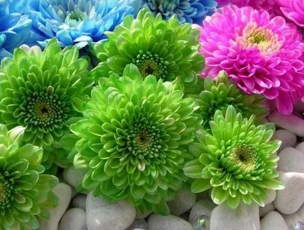 Cum și când să se hrănească asters