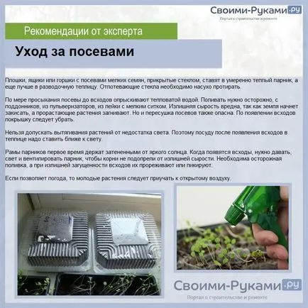 Celosia pieptene tot mai mare de semințe - instrucțiuni detaliate!