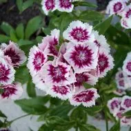 Cum de a fertiliza cartofi la momentul înfloririi