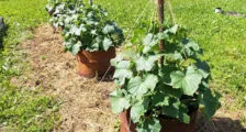 Procesul de cartofi înainte de plantare, casă frumoasă și grădină