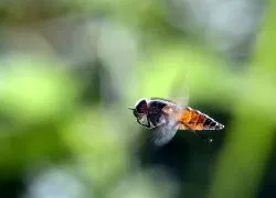 Înțepăturile gadfly tratate la domiciliu, cum să se trateze la domiciliu