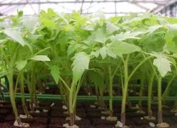Ce să se hrănească puieți de piper și tomate