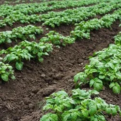 Cartofii pentru hrana animalelor de la plantare (remedii populare)