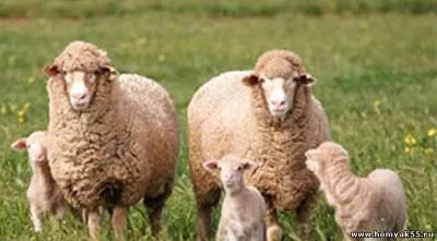 fire merinos Cât de util