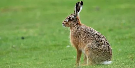 Ceea ce mananci un iepure în pădure decât hrana pe timp de iarnă iepurilor (hrănite) Ce mănâncă un iepure în pădure decât se hrănesc cu iepurii de câmp în timpul iernii