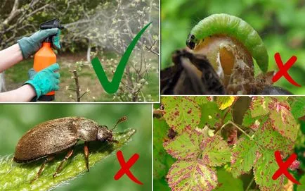 Tufele proces bace împotriva dăunătorilor și bolilor în primăvara devreme în grădină ()