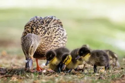 Ce să se hrănească rațe în primele zile de viață la domiciliu (hrana pentru animale) Ce să se hrănească rațe în primele zile de viață la domiciliu