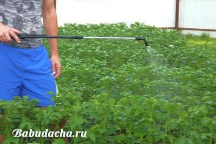 Spray-ul gândacului Colorado, cabana