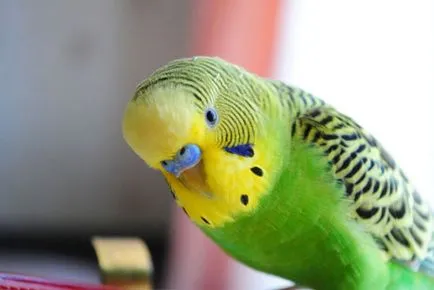 Ce să se hrănească un perus amestecuri gata, fructe, legume, plante aromatice (gata) Ce să se hrănească un perus gata Amestecuri, fructe, legume, plante aromatice