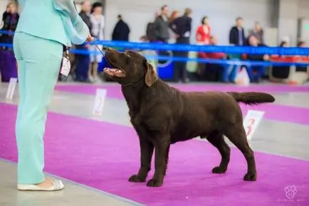 Care este diferența Retriever de aur și Labrador Retriever, „da laba“