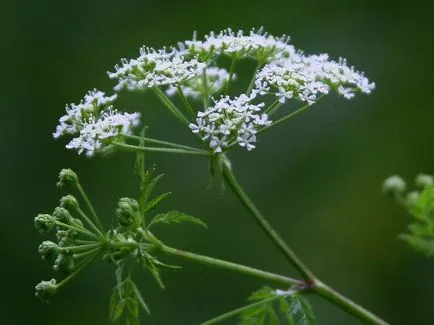 maculatum Conium Cât de util