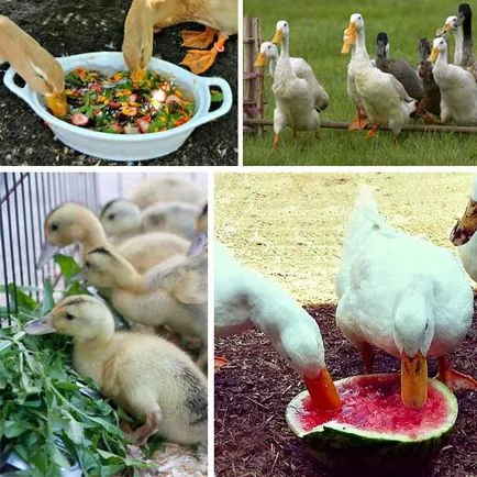 Ce alimente pentru a hrăni rațe la domiciliu permise și interzise