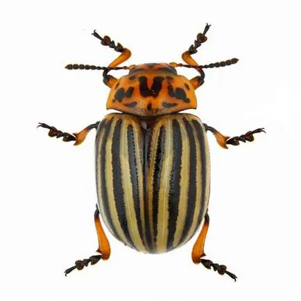 Procesul de cartofi înainte de plantare de preparare pentru prelucrarea cartofilor din beetle Colorado de cartofi, de (tratament) Procesul cartofii înainte de plantare de droguri pentru tratamentul de cartofi de gândacul de Colorado, de la