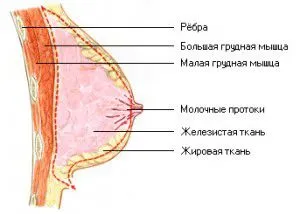 Ce ar trebui să fac pentru a consiliilor lucrătorilor ordinare a crescut sânii