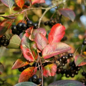 Chokeberry utile proprietăți, produse alimentare și de sănătate (Aronia) Chokeberry proprietăți utile, produse alimentare și de sănătate