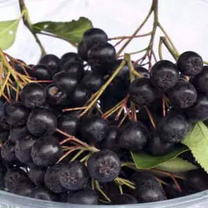Chokeberry utile proprietăți, produse alimentare și de sănătate (Rowan) Chokeberry proprietăți utile, produse alimentare și de sănătate
