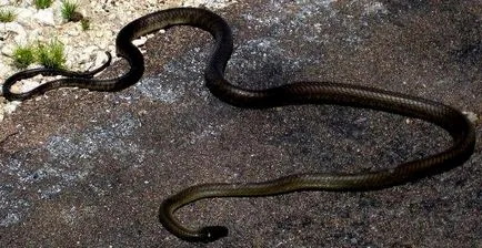 negru Mamba