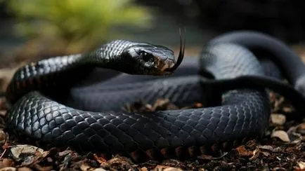 negru Mamba