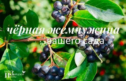 chokeberry