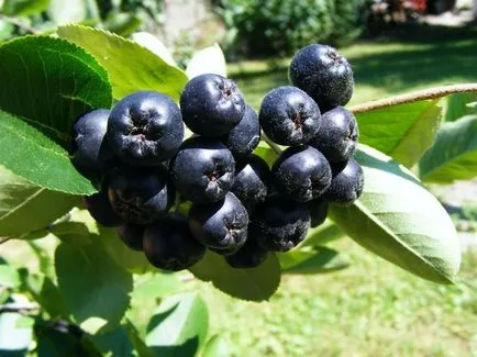 chokeberry 1