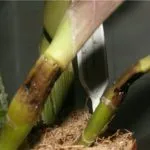 Ce ar trebui să fac în cazul în care frunze Zamioculcas rândul său, galben, și de ce se întâmplă acest lucru, precum și a altor boli și