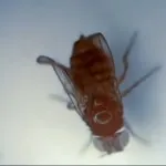 Asta mânca muștele