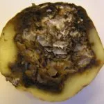 Ce ar trebui să fac în cazul în care frunze Zamioculcas rândul său, galben, și de ce se întâmplă acest lucru, precum și a altor boli și