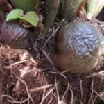 Ce ar trebui să fac în cazul în care frunze Zamioculcas rândul său, galben, și de ce se întâmplă acest lucru, precum și a altor boli și