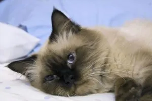 Ce se întâmplă dacă pisica nu este regurgitat blana
