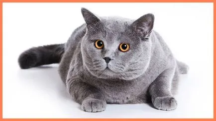 Ce se întâmplă dacă părinții nu au voie să aibă un animal de companie (ce să facă) Ce se întâmplă dacă părinții nu au voie să aibă un animal de companie