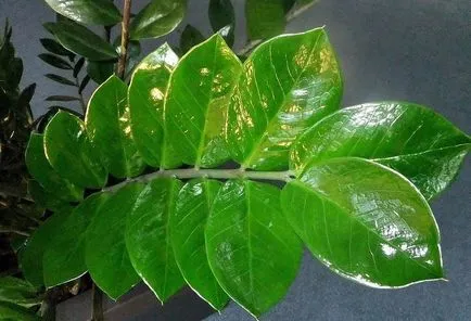Ce ar trebui să fac în cazul în care frunze Zamioculcas rândul său, galben, și de ce se întâmplă acest lucru, precum și a altor boli și