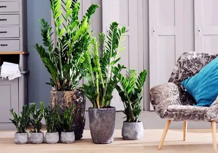 Ce ar trebui să fac în cazul în care frunze Zamioculcas rândul său, galben, și de ce se întâmplă acest lucru, precum și a altor boli și