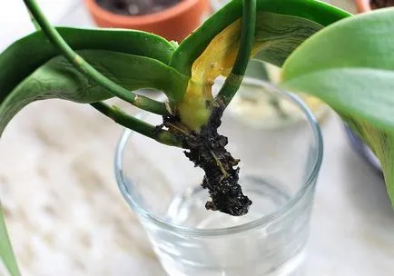 Ce ar trebui să fac în cazul în care rădăcinile de orhidee putrezit cum pentru a salva planta (rădăcini) Ce ar trebui să fac în cazul în care rădăcinile de orhidee au putrezit pentru a salva plante