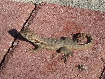 Că mănâncă șopârle care mănâncă șopârlă grădină (cu excepția insectelor), mizerie și dezordine