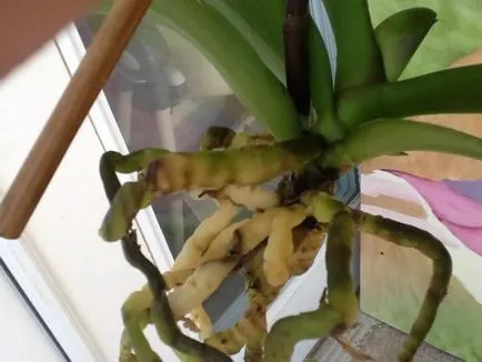 Ce ar trebui să fac în cazul în care rădăcinile de orhidee putrezit cum pentru a salva planta (orhidee) Ce ar trebui să fac în cazul în care rădăcinile de orhidee au putrezit pentru a salva plante