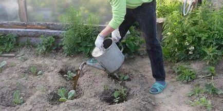 Acest lucru poate fi alimentat de uree care legumele (ca primă de alimentare) Acest lucru poate fi alimentat de uree care legume