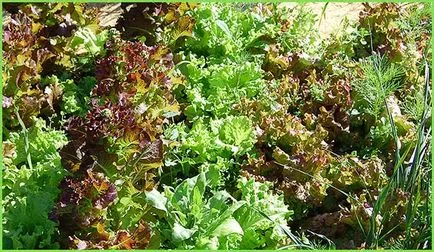Ce se poate face de salata verde rețete utile pentru corpul (bucătar) Ce se poate face de salata verde rețete utile pentru organism