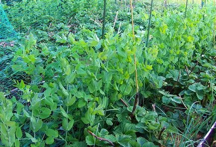 Ce poate fi plantate lângă bune și rele apropierea căpșuni la un pat (poate) Ce poate fi pus lângă căpșuni este bun și rău cartier din grădină